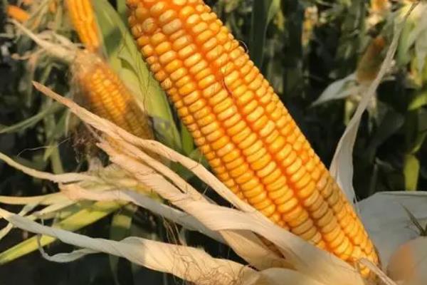 亿科209玉米种简介,适合哪里种植,产量如何