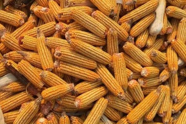 亿科209玉米种简介,适合哪里种植,产量如何