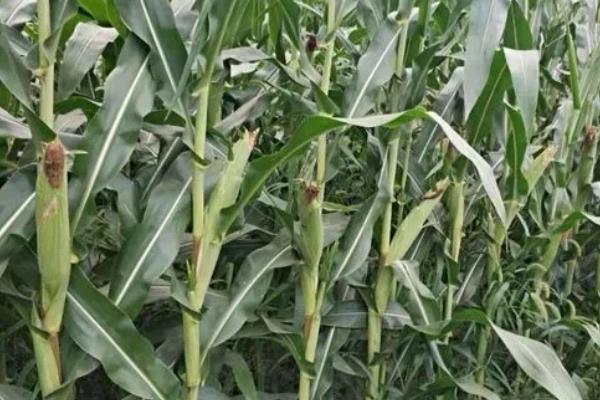 亿科209玉米种简介,适合哪里种植,产量如何