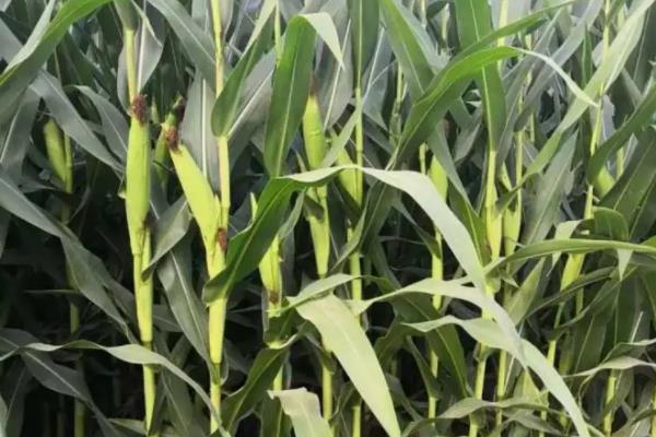 亿科209玉米种简介,适合哪里种植,产量如何