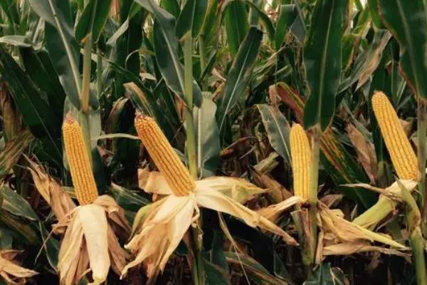 亿科209玉米种简介,适合哪里种植,产量如何