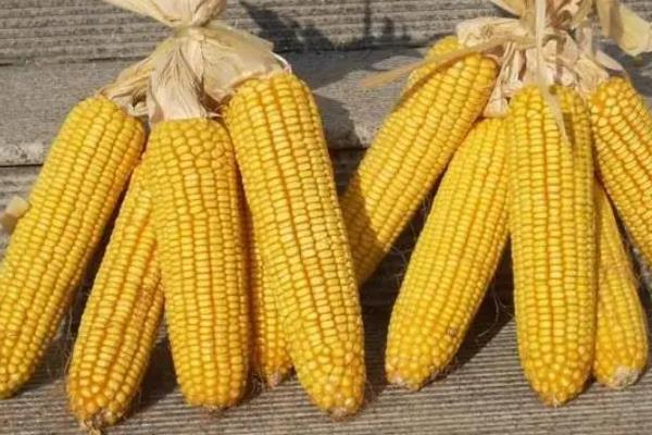 金北209玉米种简介,适合哪里种植,产量如何
