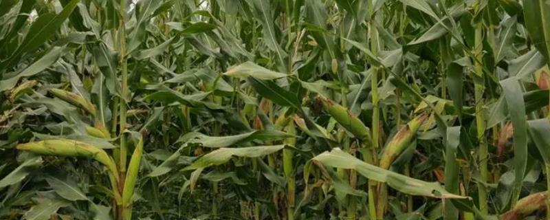 金博士806玉米种简介,适合哪里种植,产量如何