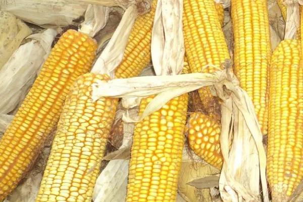 必祥101玉米种简介，适合哪里种植，产量如何