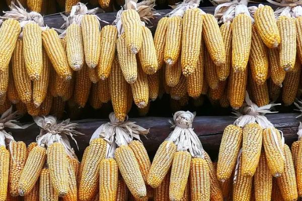 必祥101玉米种简介，适合哪里种植，产量如何