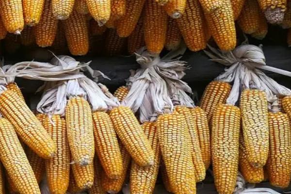 必祥101玉米种简介，适合哪里种植，产量如何