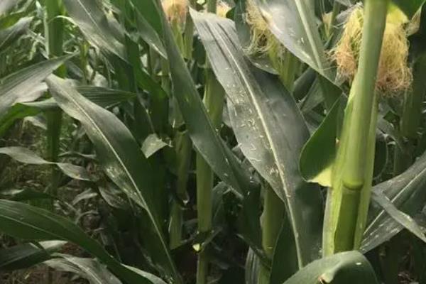 成玉668玉米种简介,适合哪里种植,产量如何