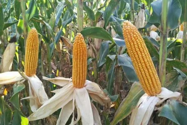 成玉668玉米种简介,适合哪里种植,产量如何