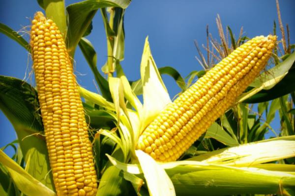 成玉668玉米种简介,适合哪里种植,产量如何