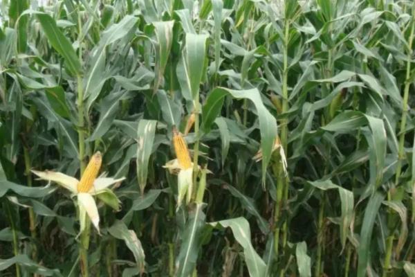 成玉668玉米种简介,适合哪里种植,产量如何