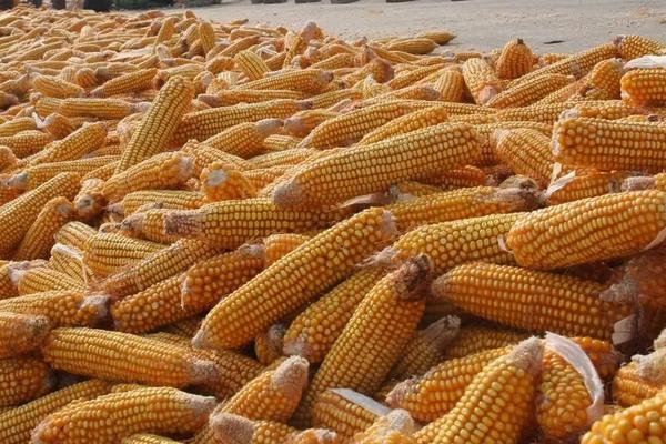 京科968玉米种简介，适合哪里种植，产量如何