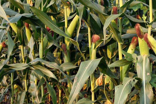 京科968玉米种简介，适合哪里种植，产量如何