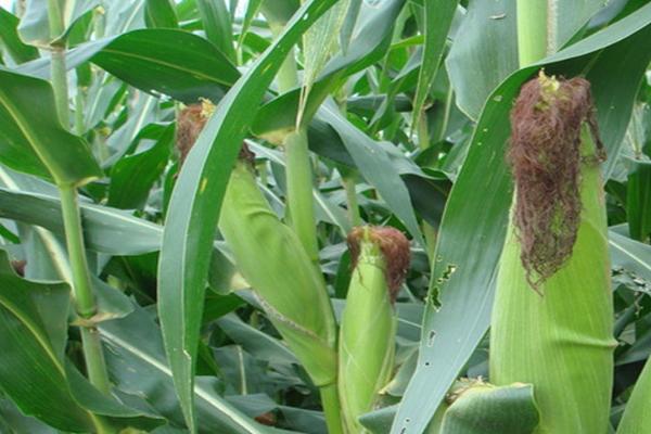 云良1号玉米种简介，适合哪里种植，产量如何