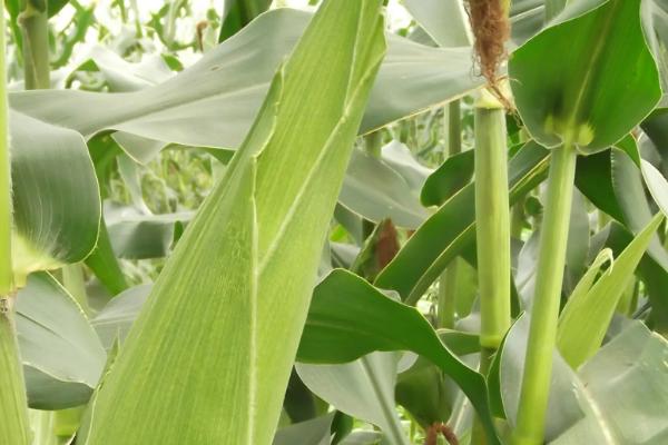 滑玉168玉米种简介，适合哪里种植，产量如何