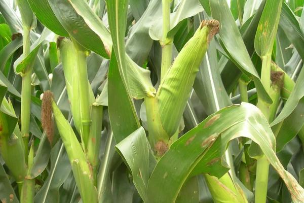 安玉706玉米种简介,适合哪里种植,产量如何