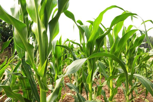 安玉706玉米种简介,适合哪里种植,产量如何