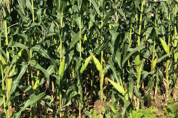 安玉706玉米种简介,适合哪里种植,产量如何