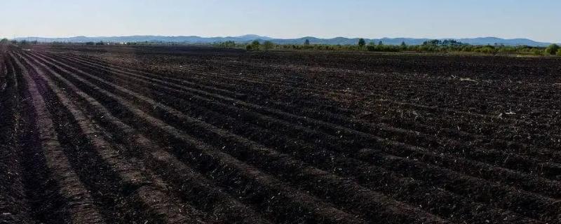 哪种土可以被称为水稻土,水稻土的特征