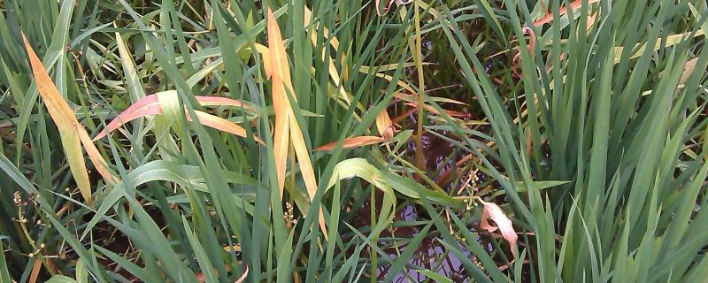 金都尔封闭除草剂使用方法,对作物有什么影响