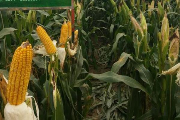 成玉888玉米种简介,适合哪里种植,产量如何