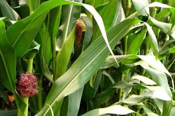 成玉888玉米种简介,适合哪里种植,产量如何