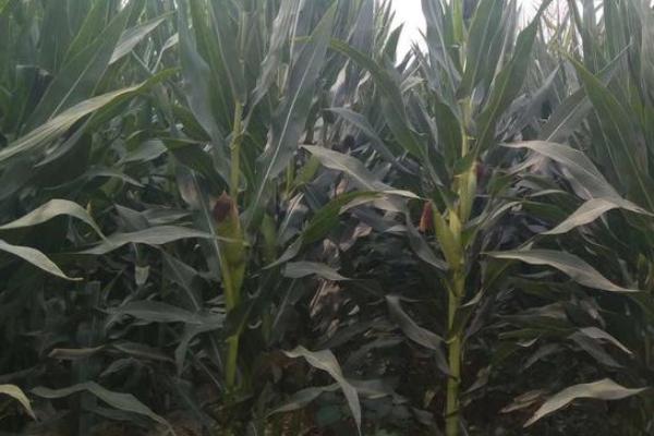 成玉888玉米种简介,适合哪里种植,产量如何