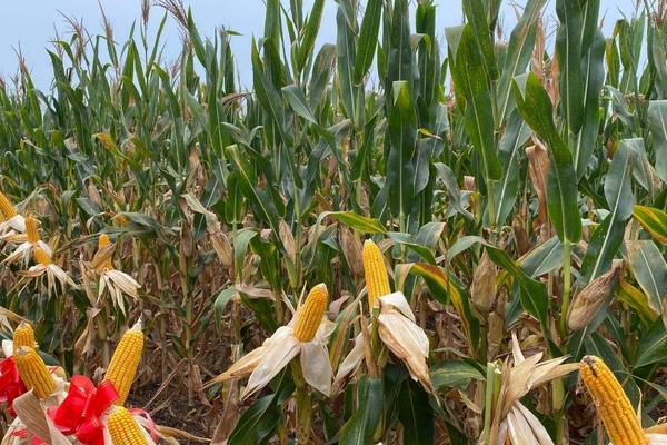 成玉888玉米种简介,适合哪里种植,产量如何