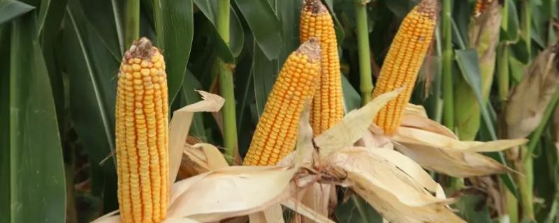 秋乐368玉米种简介,适合哪里种植,产量如何