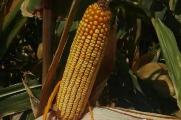 秋乐368玉米种简介,适合哪里种植,产量如何