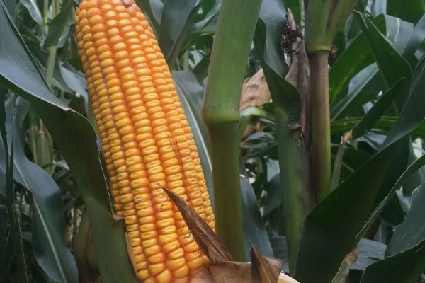 秋乐368玉米种简介,适合哪里种植,产量如何