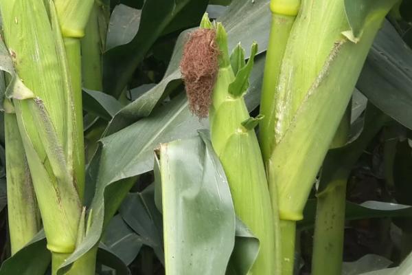 鲁单818玉米种简介，适合哪里种植，产量如何