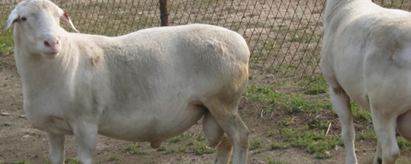 给母羊打缩宫素一次打多少,使用缩宫素有哪些注意事项