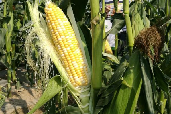 沃玉964玉米种简介,适合哪里种植,产量如何