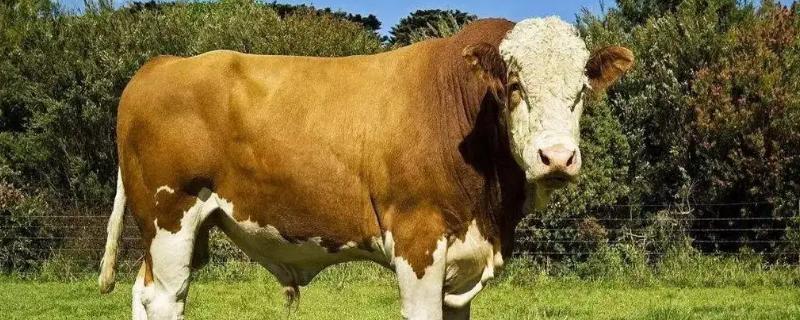 牛用氯前列烯醇的正确用法,氯前列烯醇的作用