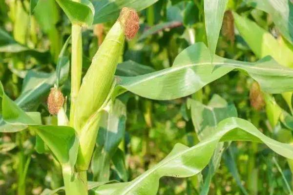 丰德存玉10号玉米种简介,适合哪里种植,产量如何