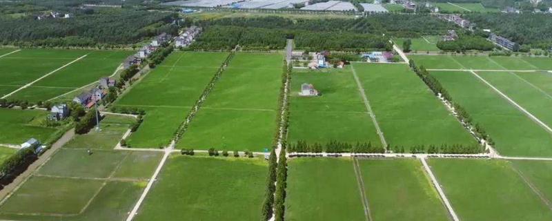 基本农田挖塘养鱼怎么处理，基本农田可以建蔬菜大棚吗