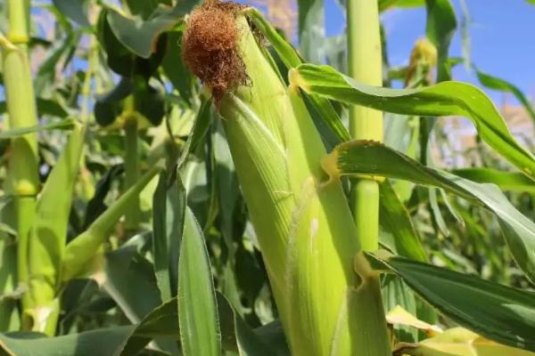 丰德存玉10号玉米种简介,适合哪里种植,产量如何