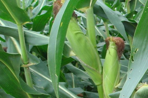 丰德存玉10号玉米种简介,适合哪里种植,产量如何