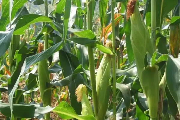 丰德存玉10号玉米种简介,适合哪里种植,产量如何