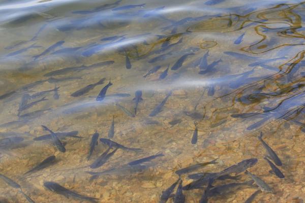 人工繁殖鱼苗教程,鱼苗几月份放养好