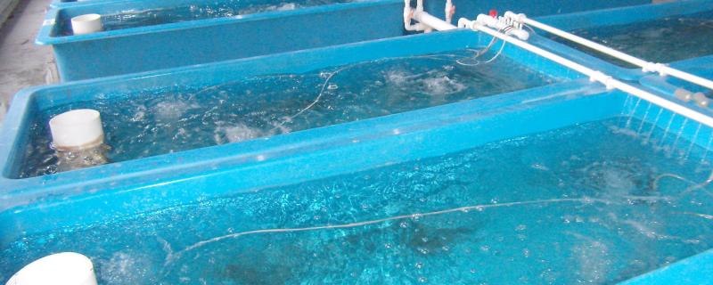 人工繁殖鱼苗教程，鱼苗几月份放养好