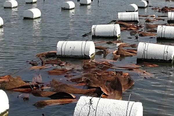 人工繁殖鱼苗教程,鱼苗几月份放养好