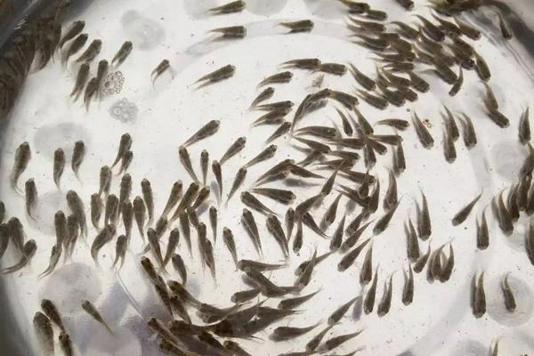 人工繁殖鱼苗教程,鱼苗几月份放养好