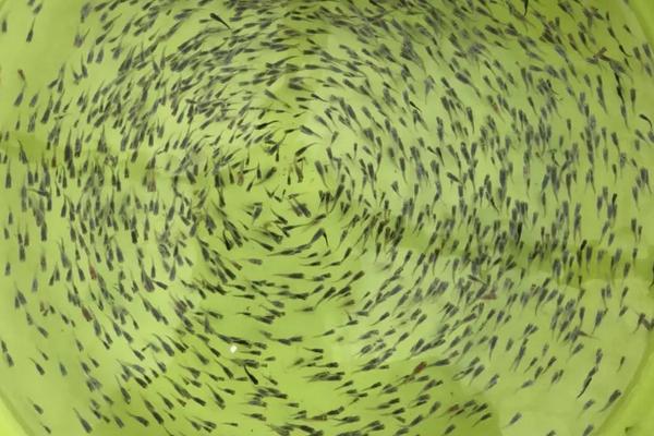 人工繁殖鱼苗教程,鱼苗几月份放养好