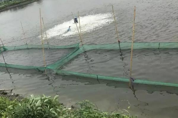 人工繁殖鱼苗教程,鱼苗几月份放养好