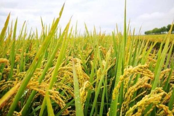 水稻习性,旱水稻怎么种植