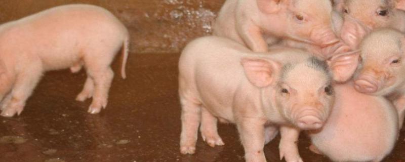 全部用牧草发酵喂猪行不行,喂猪用什么添加剂好