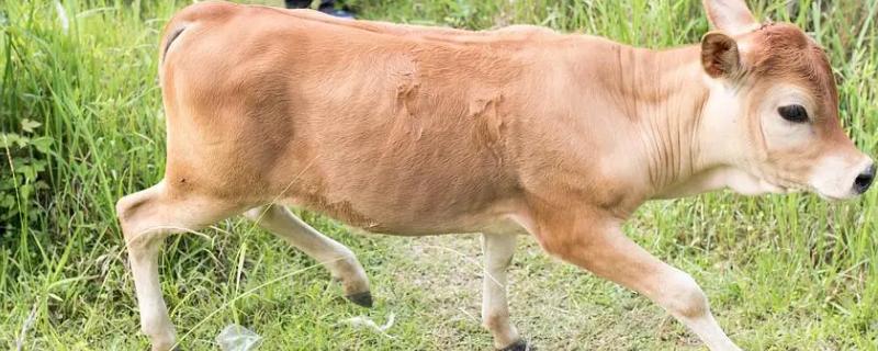 新生牛犊拉绿屎怎么回事,如何治疗