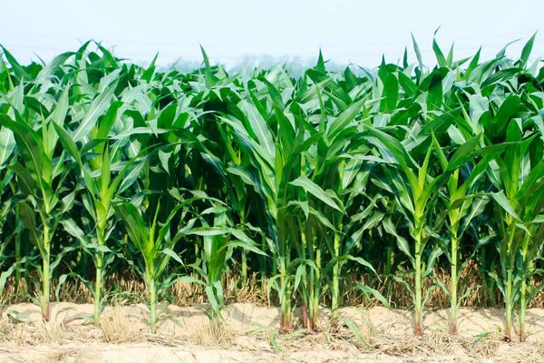 三月份可以种玉米吗，种玉米的方法和步骤