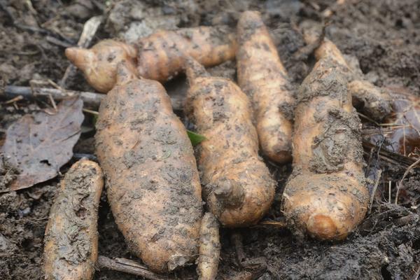 天麻生存状态,附种植方法